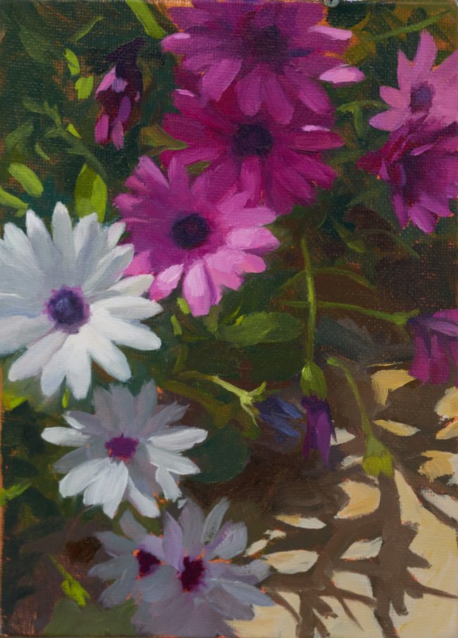 Shrubby Daisybush – Oil on Panel, 18x13cm, 2022